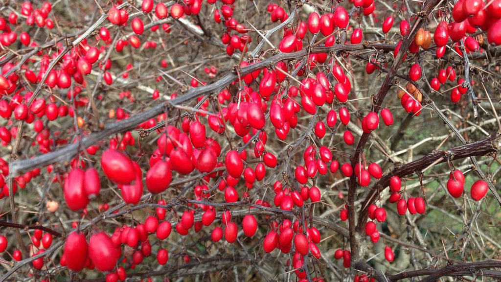 Barberry fruit along river road