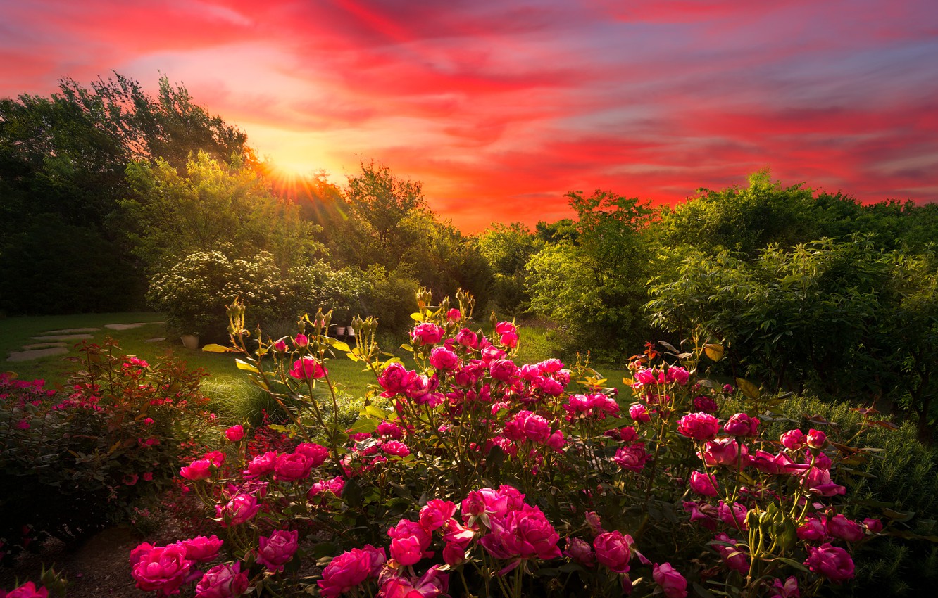 roses sunny landscape dusk