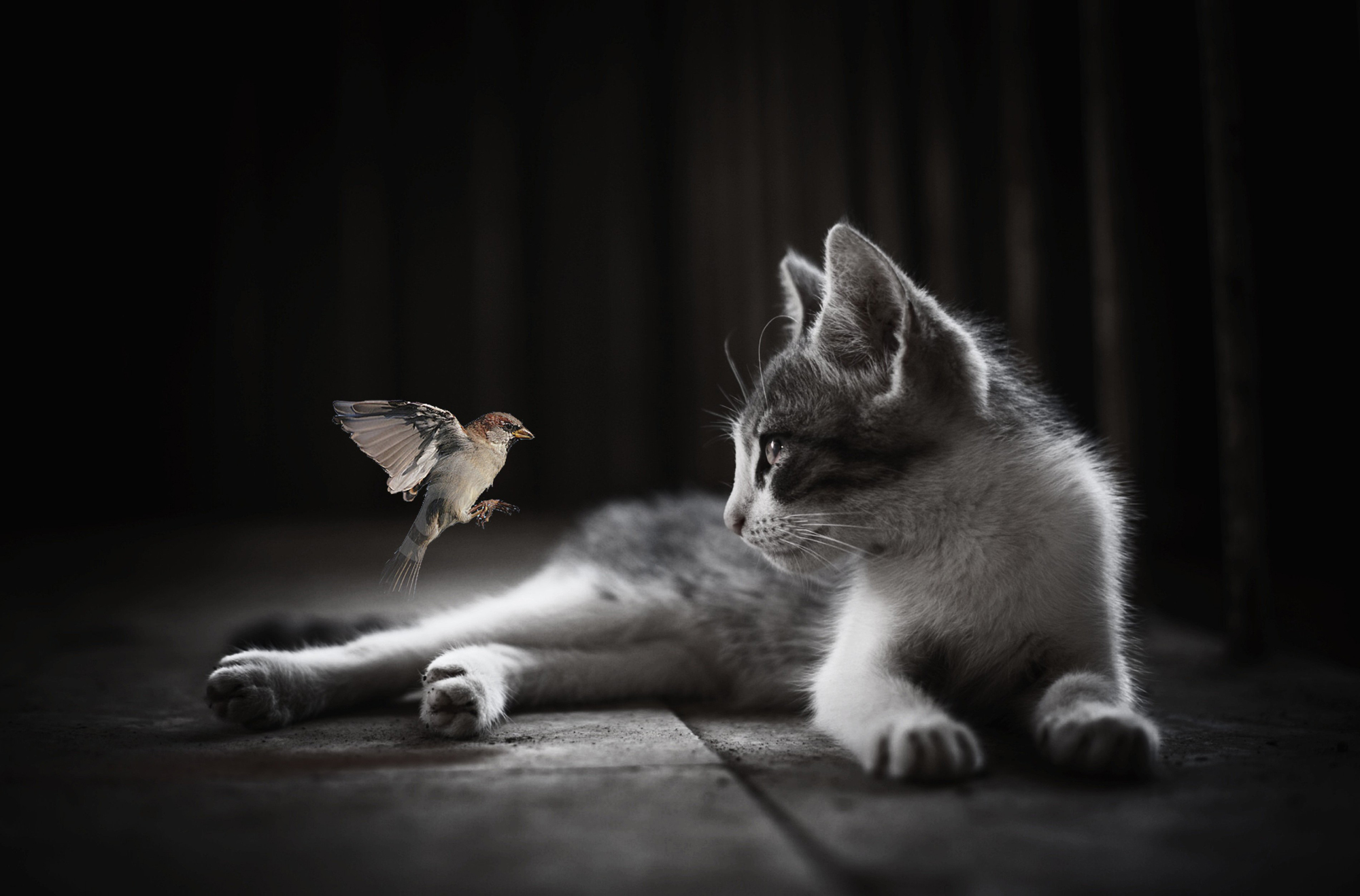 Image of a cat and a flying bird looking at each other