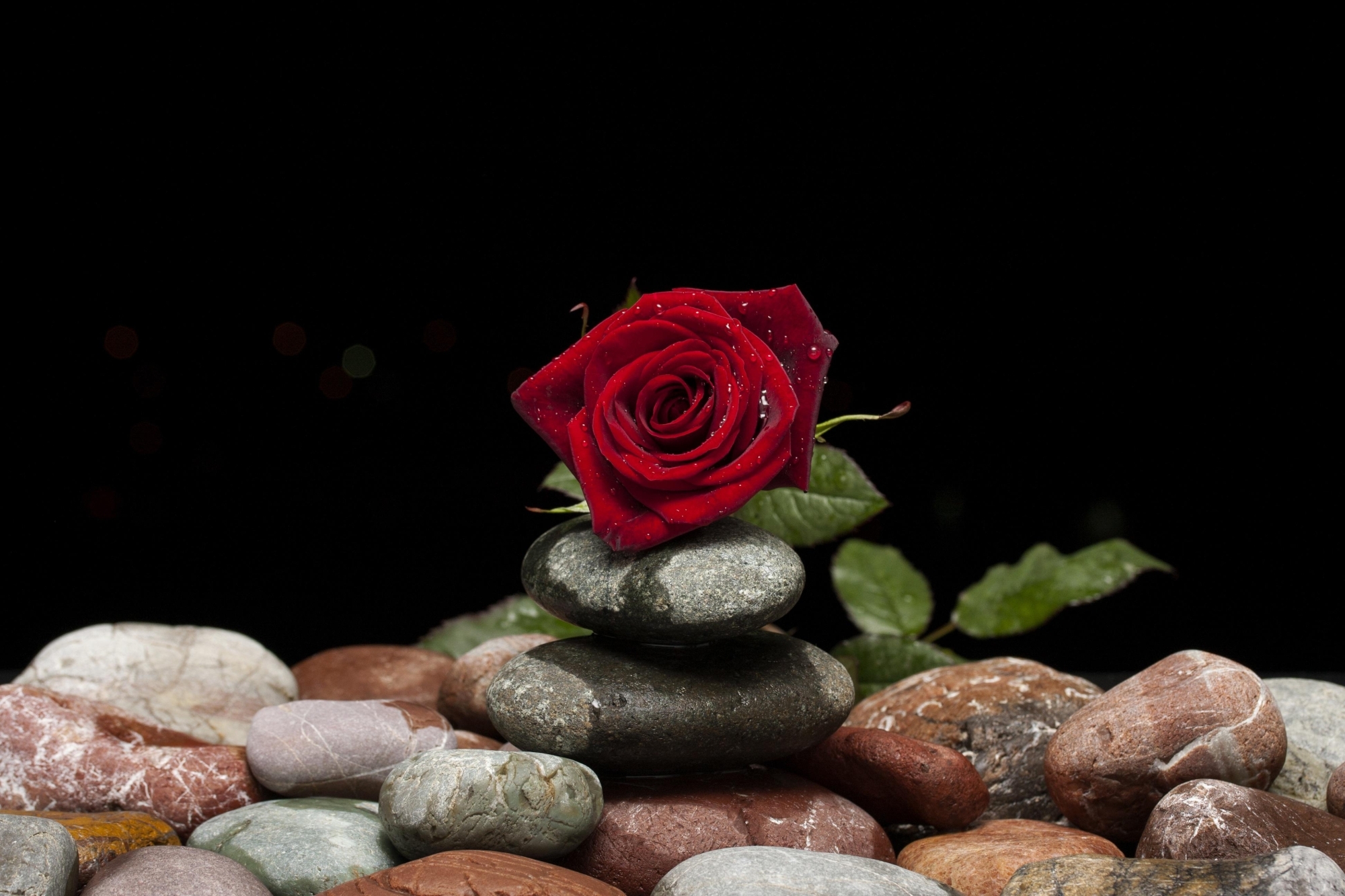 image of a single red rose bloom on a heap of pebbles