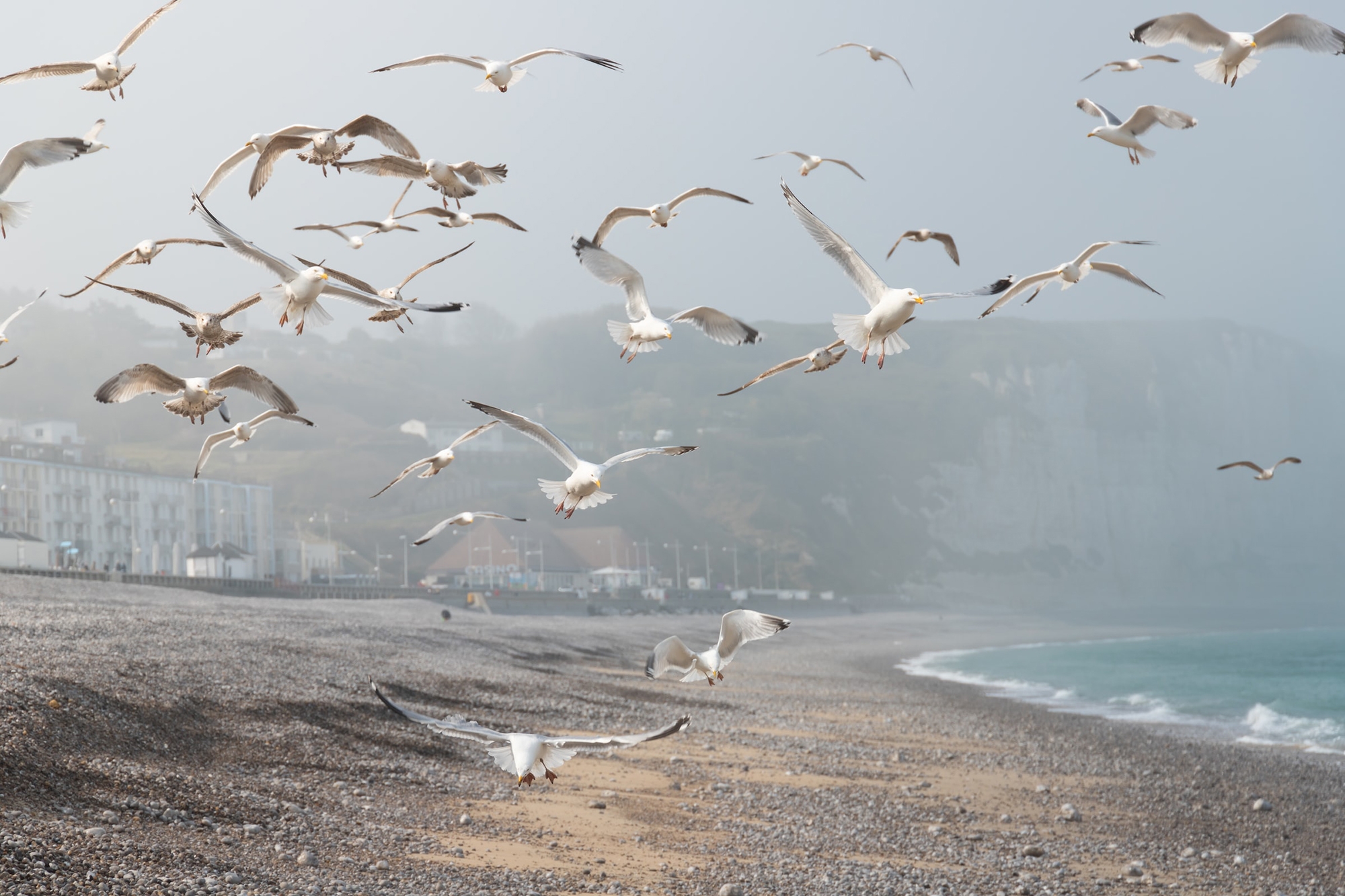 image showing swarm of birds at sea shore