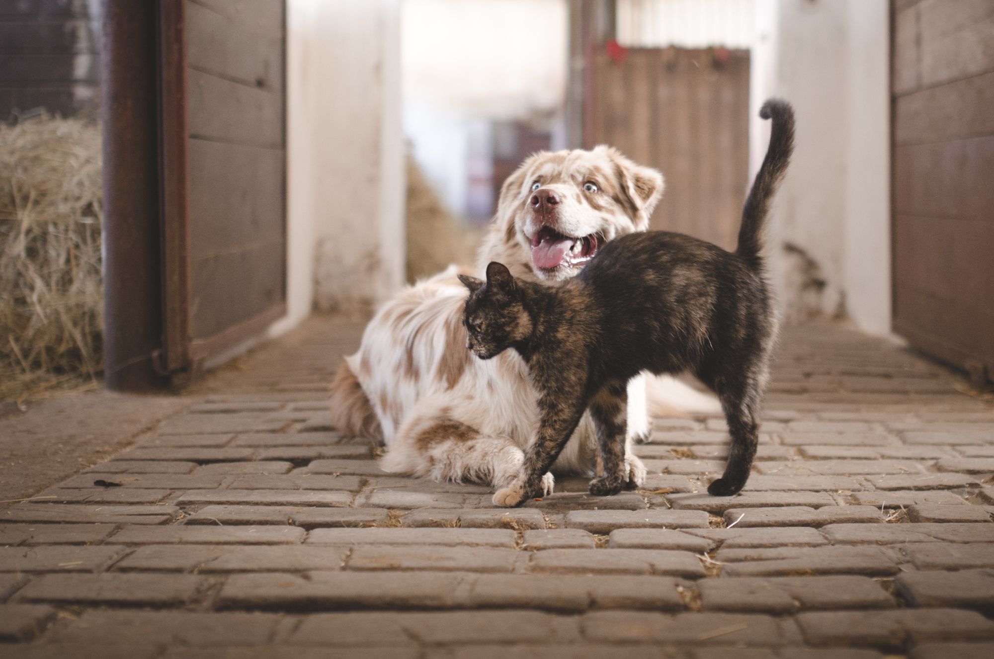 Image of dog and cat playing together