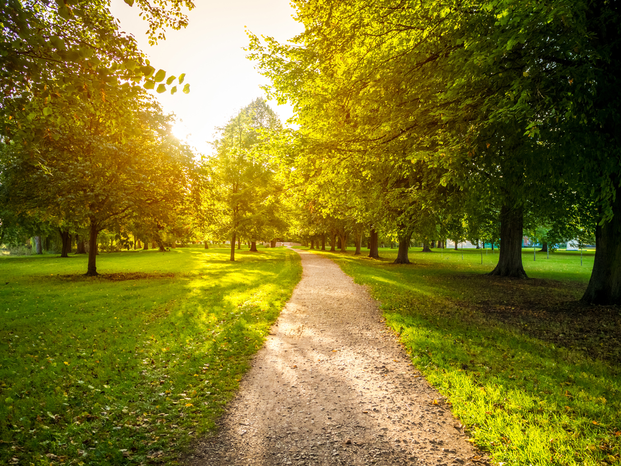 Image of a narrow road in a green grassy field surrounded by green trees with the bright sun in the background