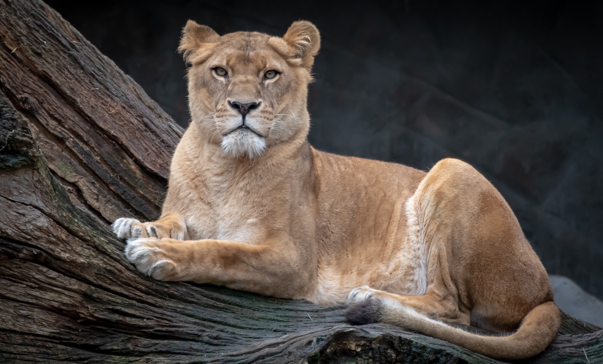 lioness reclining on a tree trunk