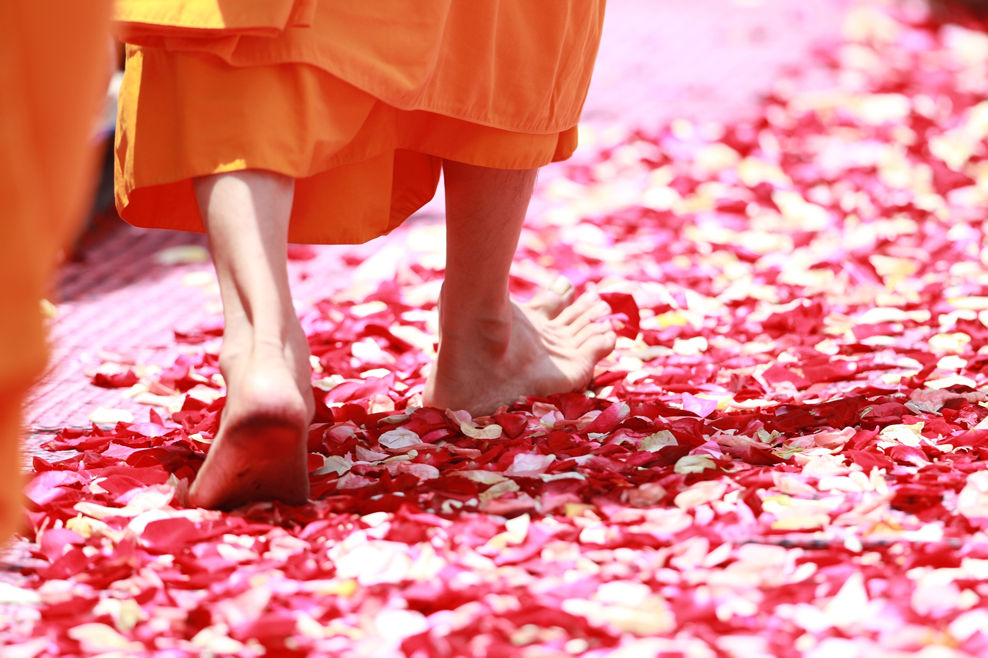 Buddhist monk walking rose petals barefoot