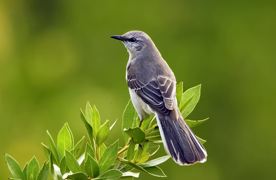 Image of mockingbird on branch