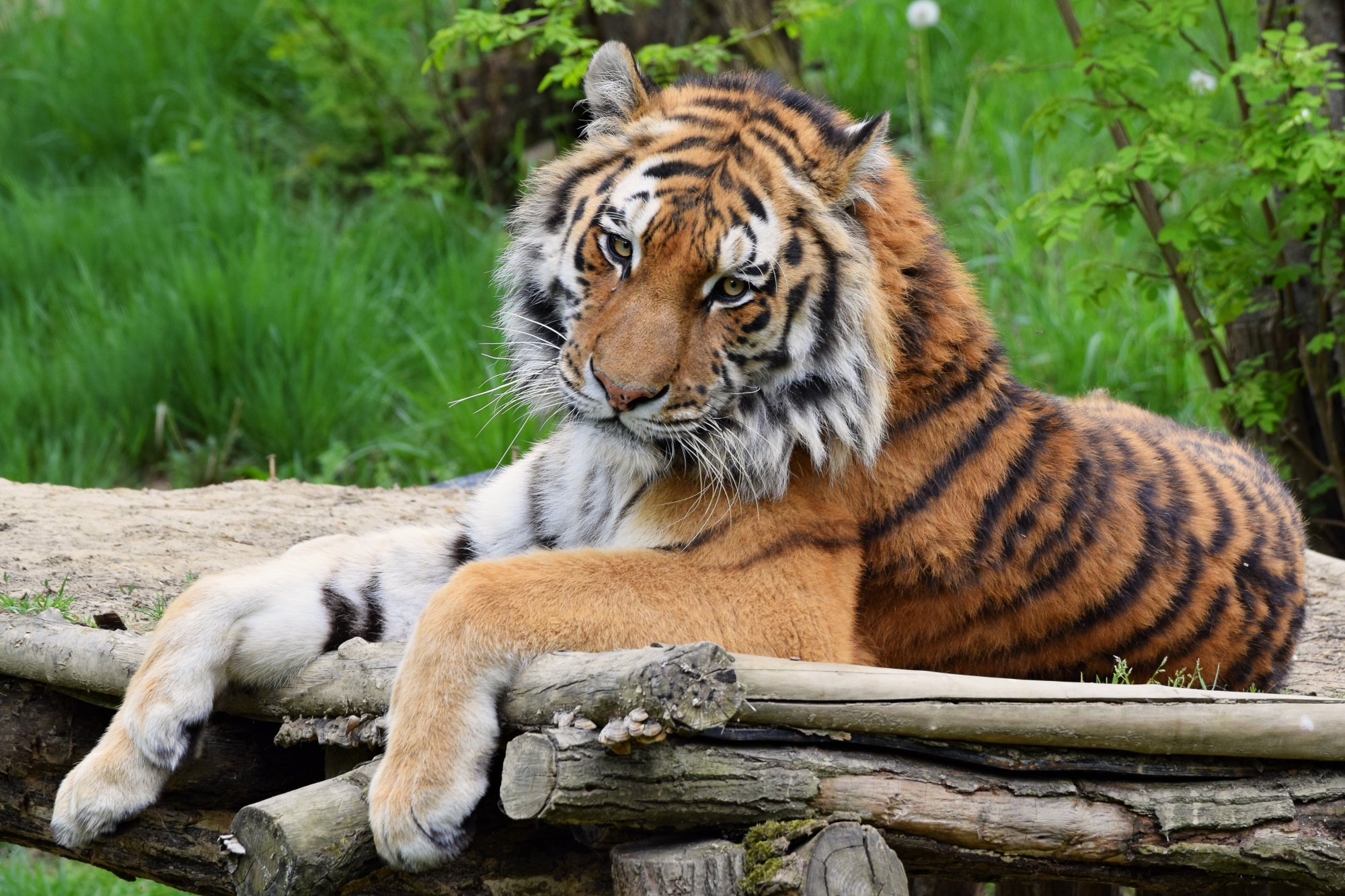 tiger lying on wooden floor