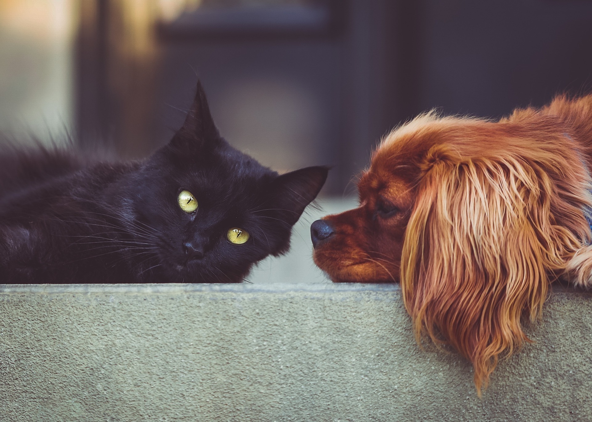 image of resting dog and cat