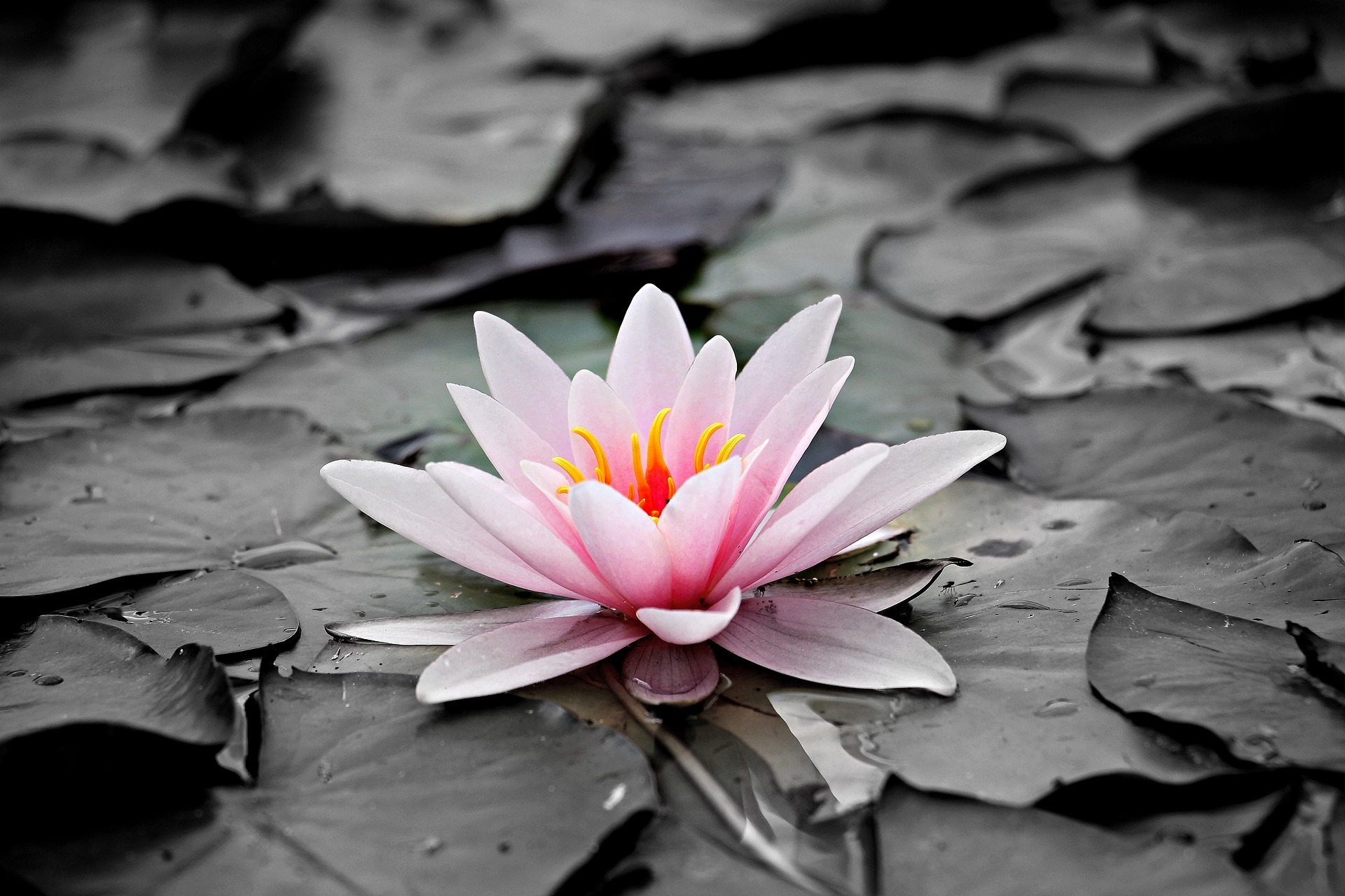 Image of a blooming water lily on dark coloured leaves