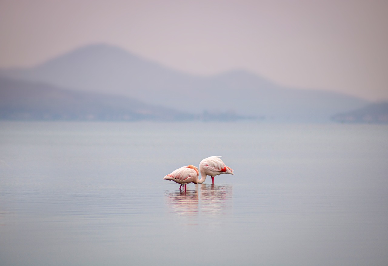 Image of two flamingos in a lake embracing with their beaks