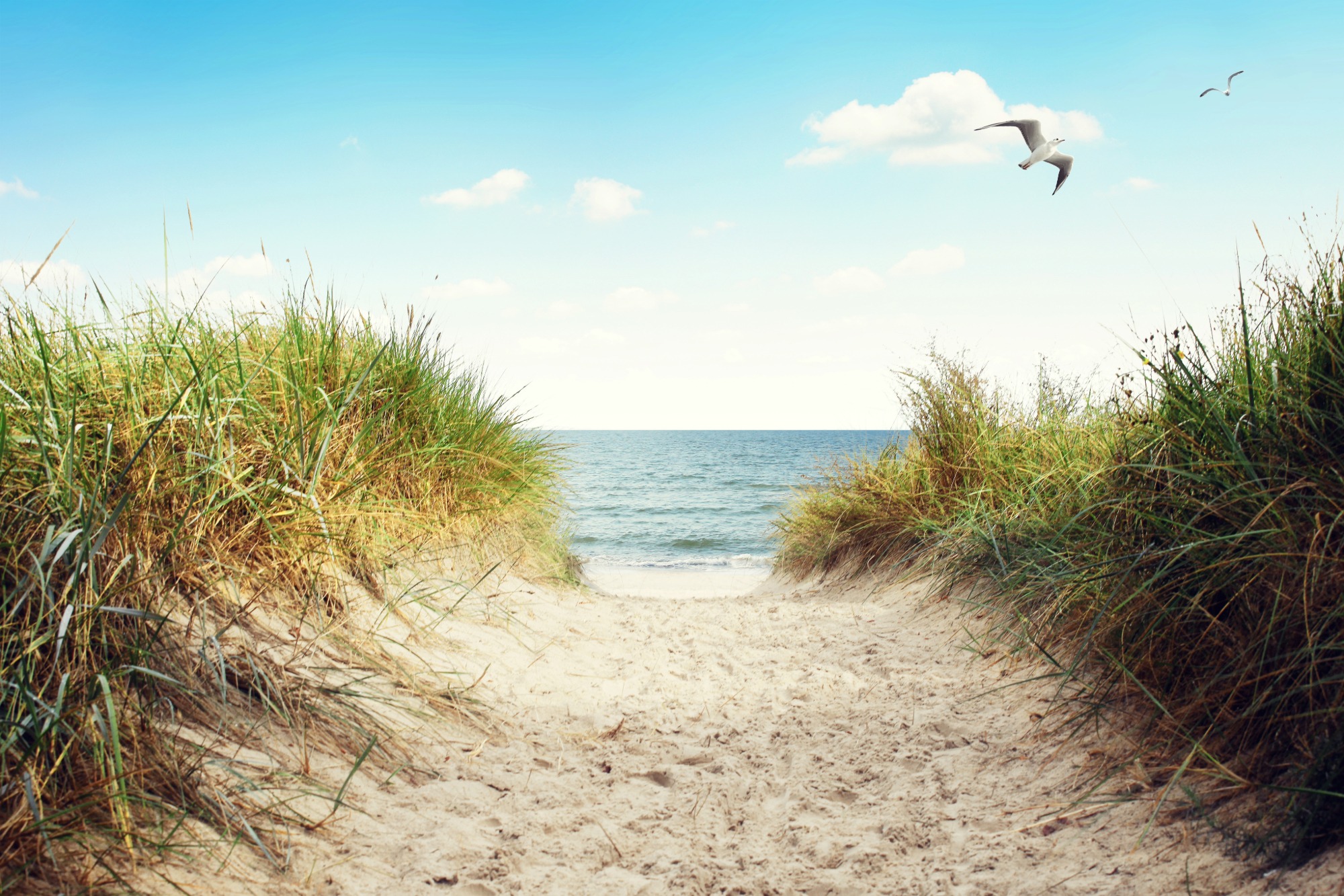 Bild einer Küste an der Nordsee, mit Sand, Dünen und einer Möwe vor blauem Himmel