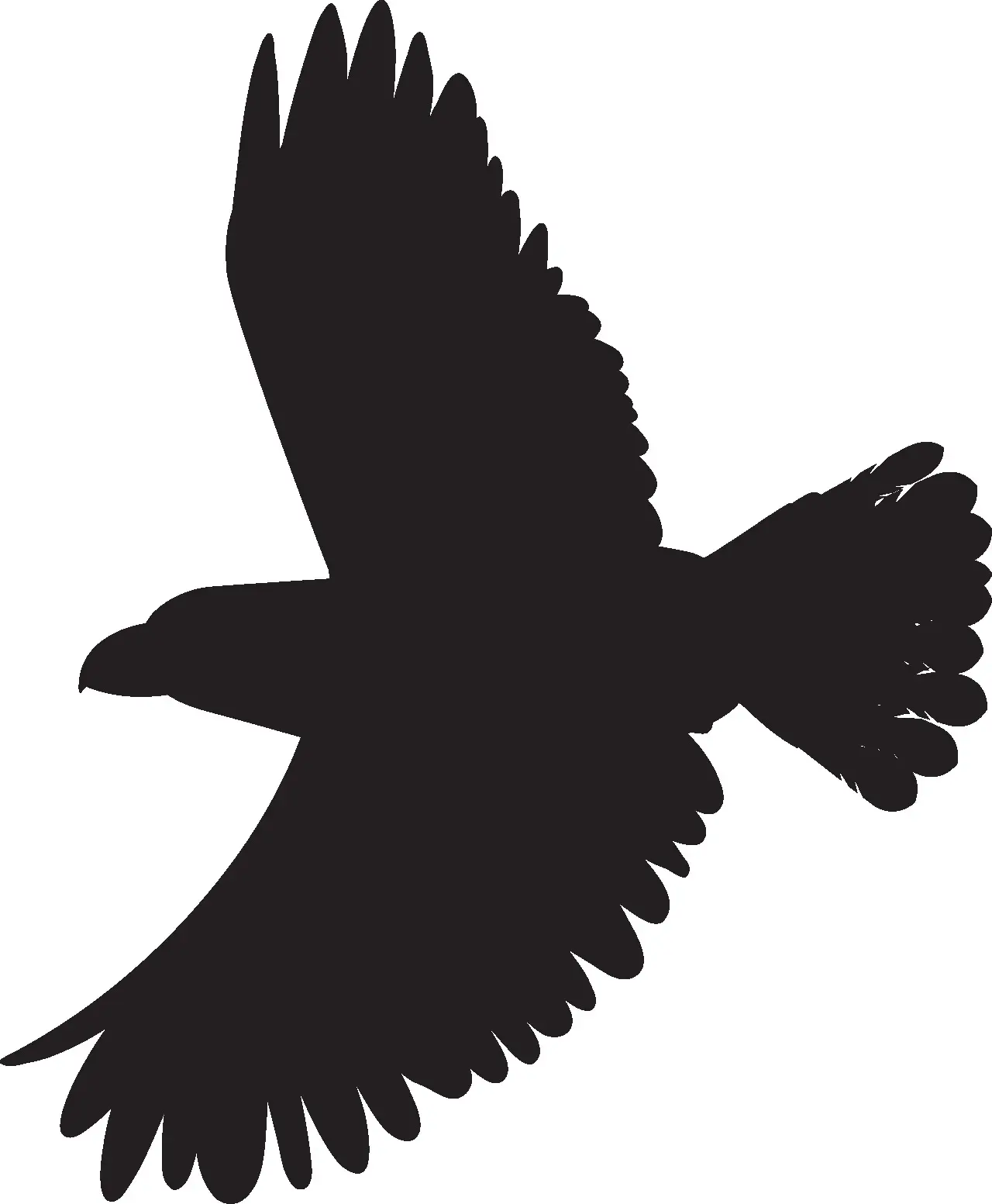 shadow shape of bird of prey, a vulture