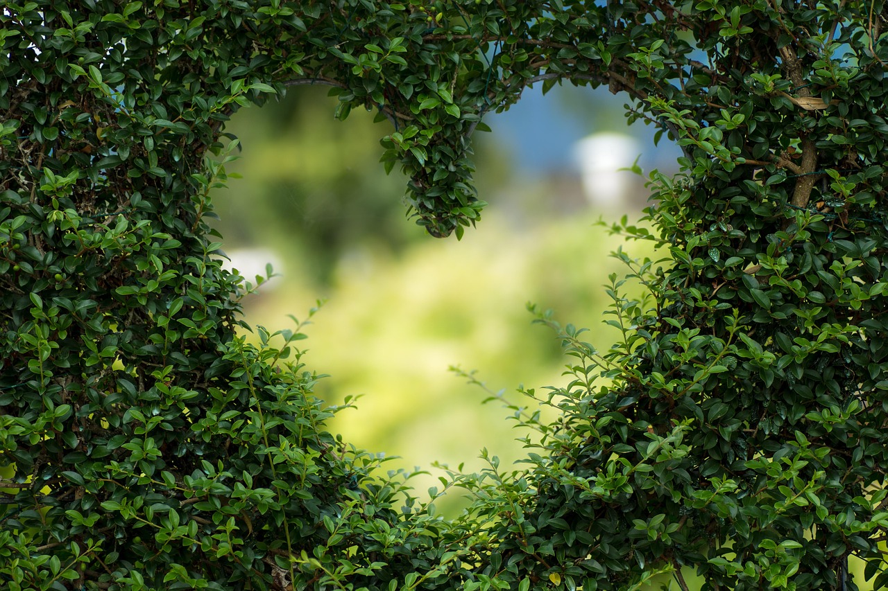 Image of a hole in a hedge shaped like a heart and opening a view through the foliage.