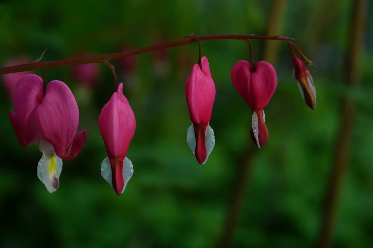 Photo einer Pflanzenblüte der Art Tränendes Herz
