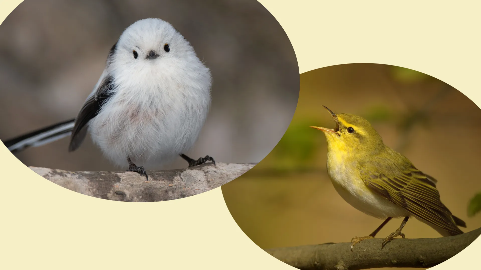 Image of two feathery birds singing and looking at spectator, each inside a vignette, illustrating the poem