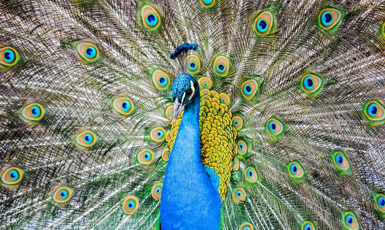 Image of a peacock proudly presenting his tail feathers