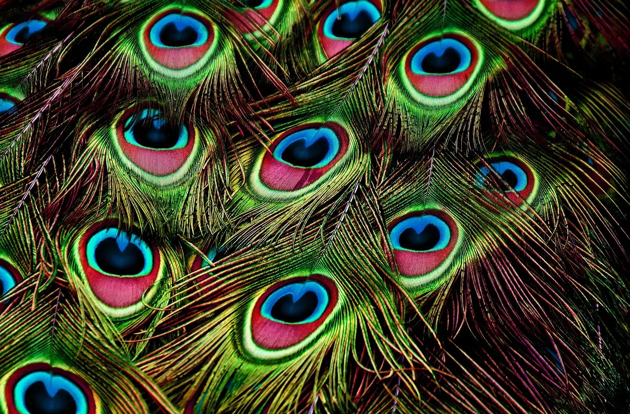 Photo of peacock's feathers presented like a pattern of a cloth