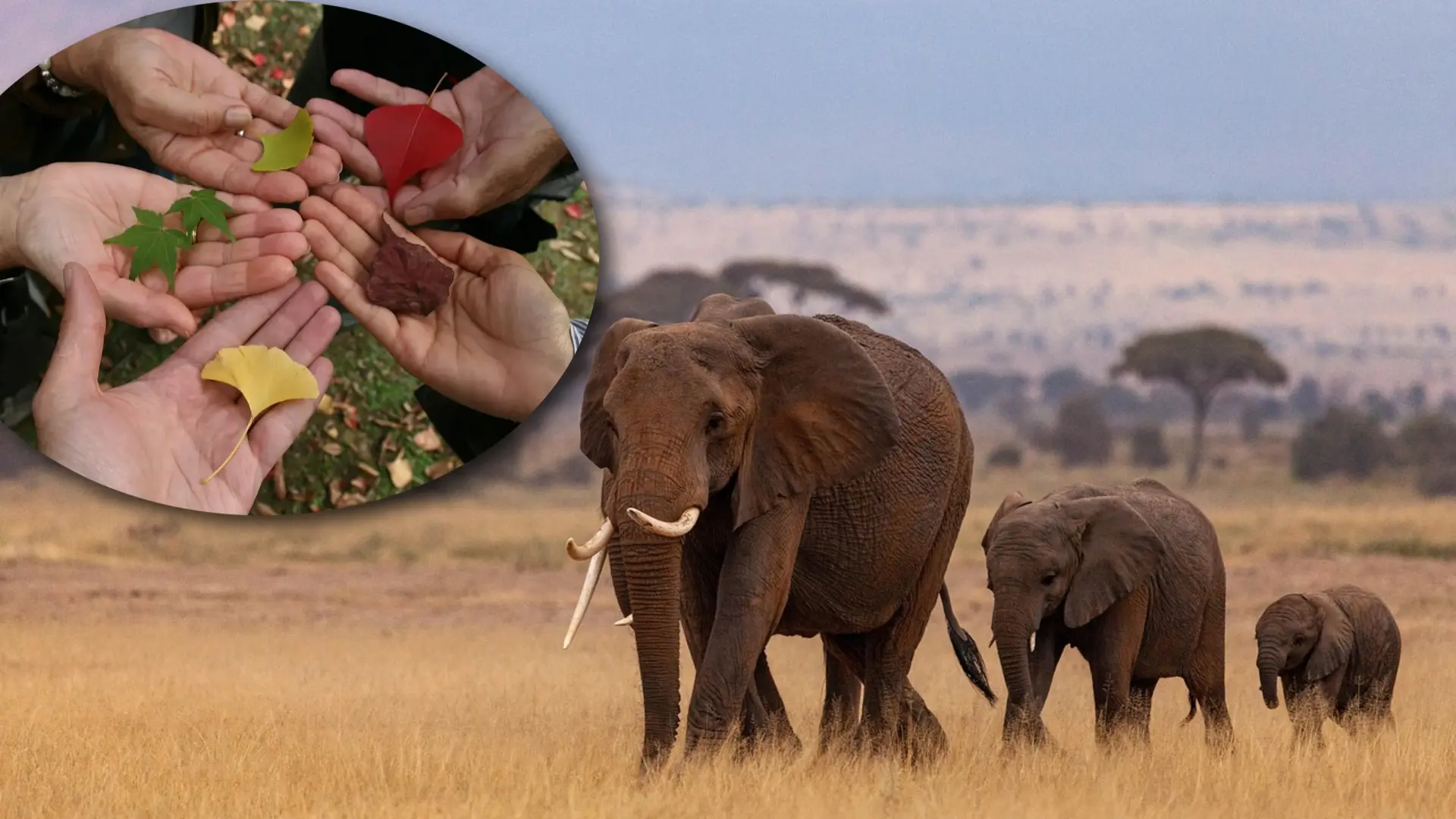Eine Elephantenherde und im Vordergrund eine Vignette mit einem Kreis von ausgestreckten Händen, die verschiedene Blätter halten.