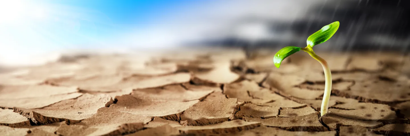 Poto von einem Sprössling in trockener, aufgerissener Erde und leichem Regen darüber