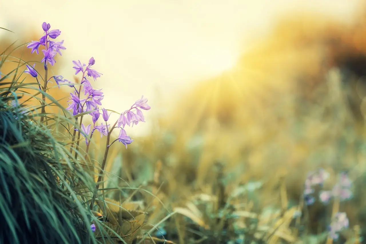 A meadow with violet spring flowers in the front and a sunrise in the back.