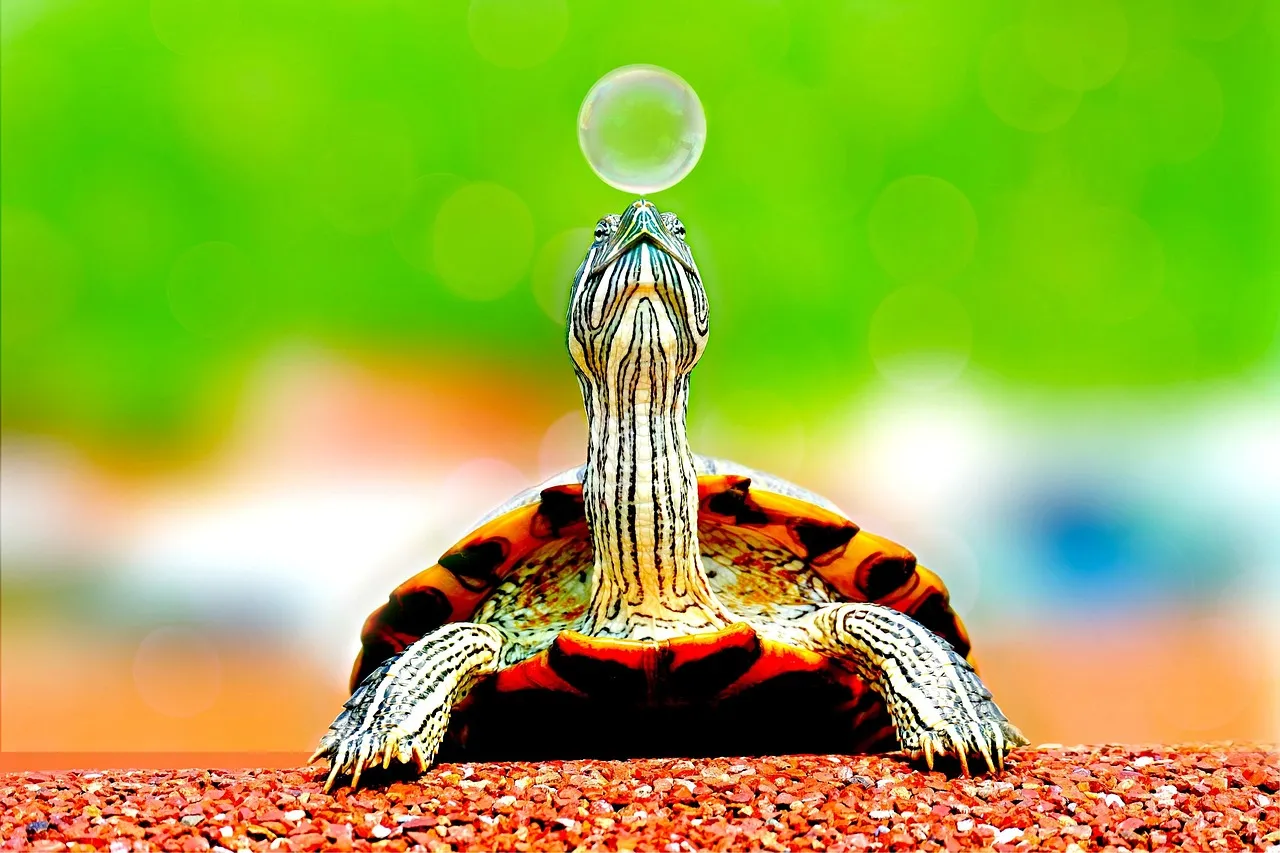Eine Schildkröte, die eine Seifenblase auf ihrem Maul balanciert.