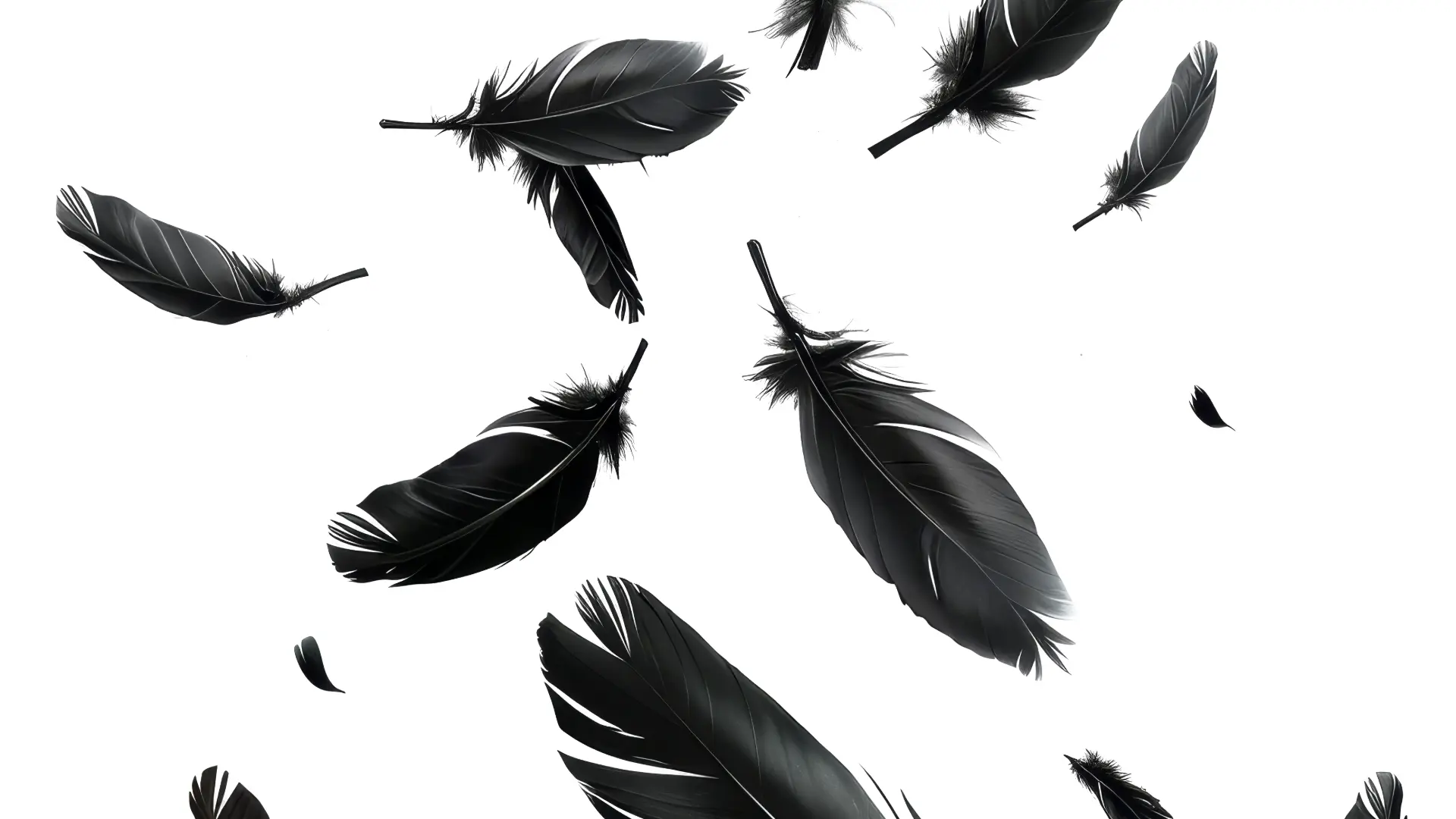 Drawing f black feathers falling on a white background.