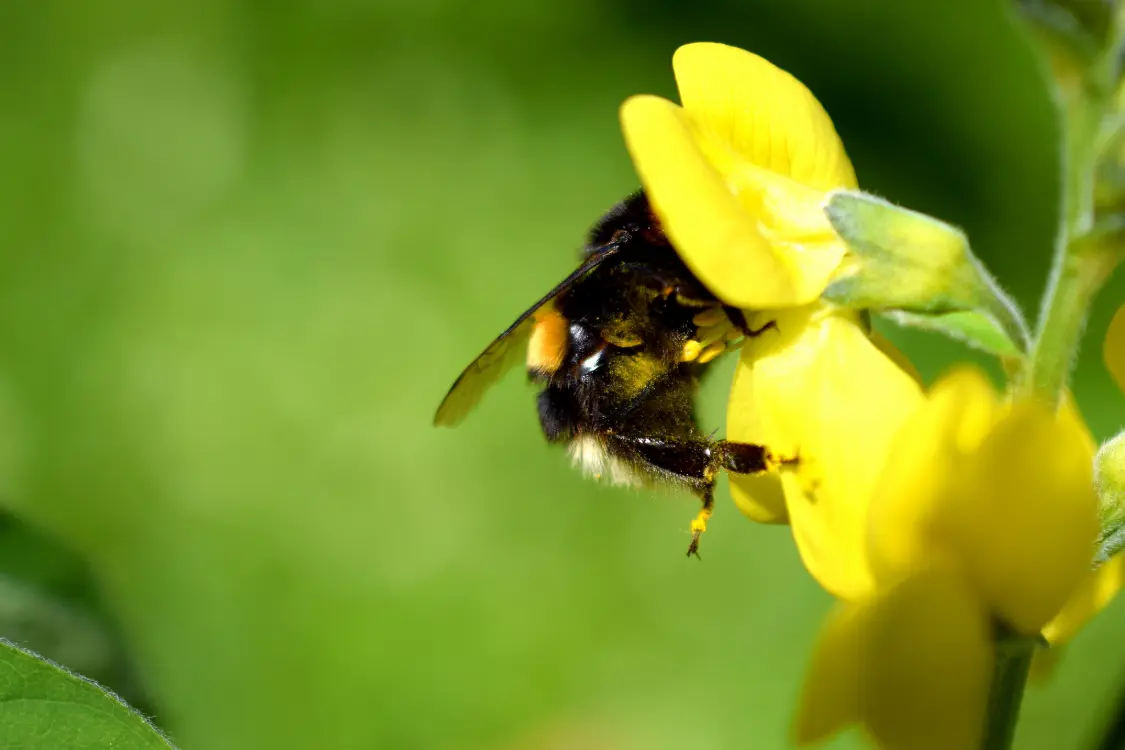 Hummel auf gelber Blüte, Nektar sammelnd.