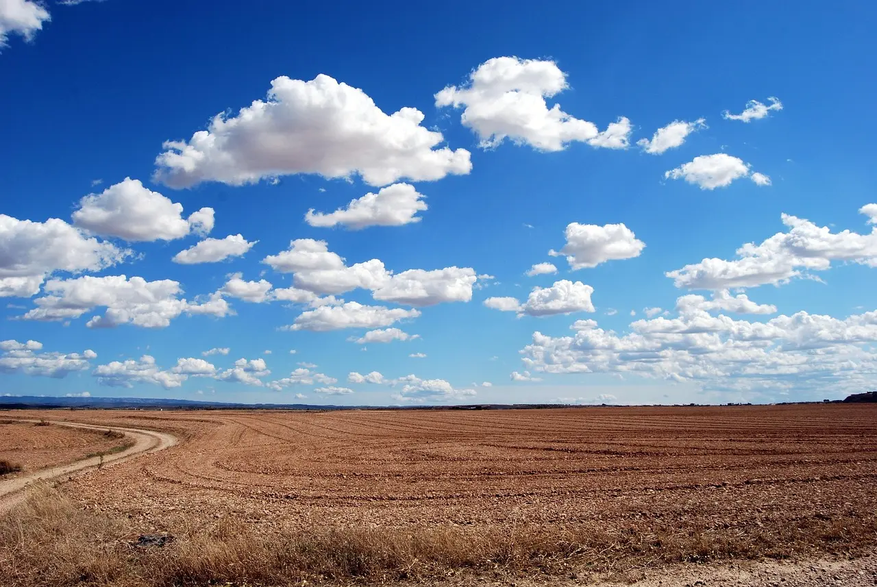 Trockenes Weizenfeld im Sonnenschein, mi einigen Wolken am blauen Himmel und einem sehr fernen Horizont.