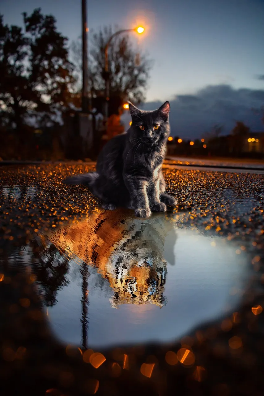 Cat on front of a small puddle with a tiger's reflection showing, in the night before a street light